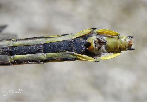 Réf. 70 157 : Gomphus vulgatissimus