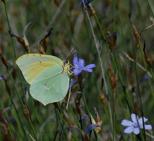Réf. 70 896 : Gonepteryx cleopatra