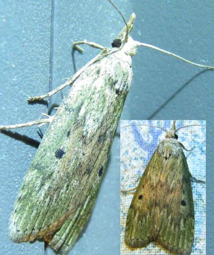 Réf. 70 145 : Aphomia sociella