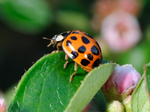 Harmonia axyridis