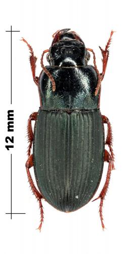 Harpalus atratus