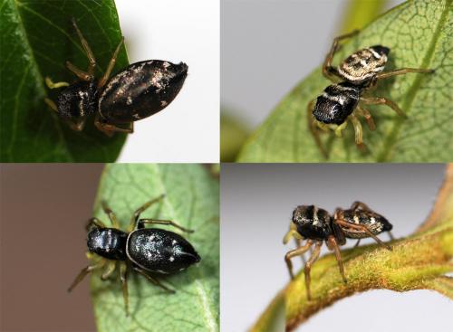 Heliophanus cupreus