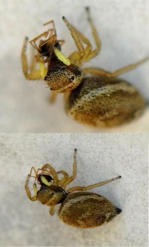 Heliophanus tribulosus