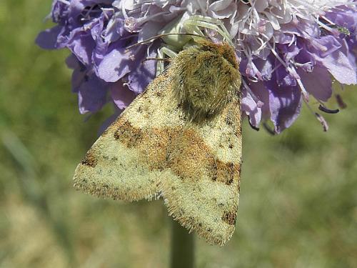 Réf. 70 202 : Heliothis viriplaca