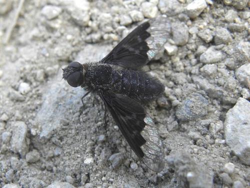 Hemipenthes morio