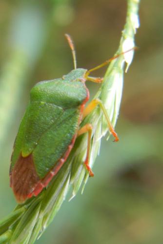 Palomena prasina