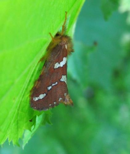 Phymatopus hecta