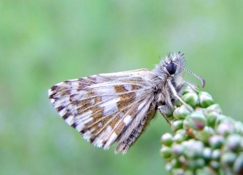 Réf. 70 419 : Pyrgus sp.
