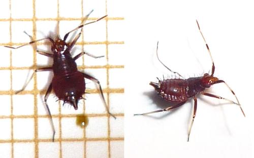 Deraeocoris ruber