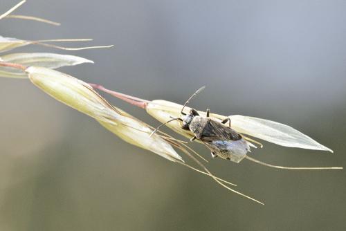 Peritrechus sp.