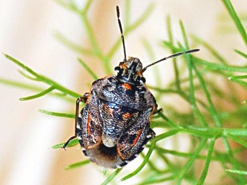 Réf. 70 185 : Holcogaster fibulata