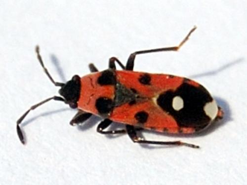Réf. 70 049 : Horvathiolus superbus