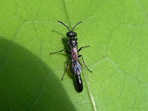 Réf. 70 425 : Trypoxylon sp.