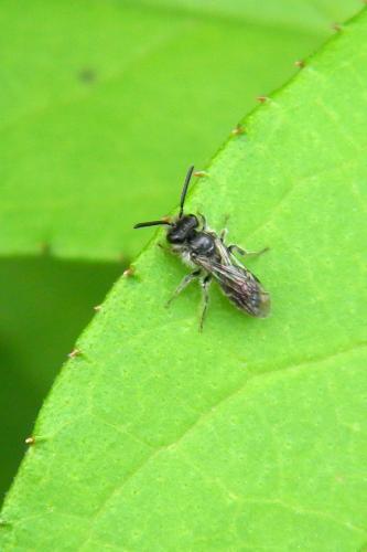 Andrena sp.