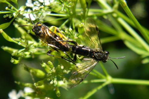 Macrophya montana