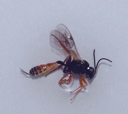 Orthopelma mediator