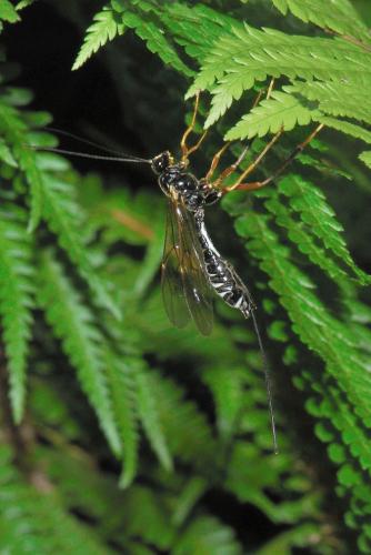 Réf. 70 641 : Coleocentrus excitator