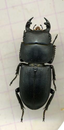 Réf. 70 263 : Dorcus parallelipipedus