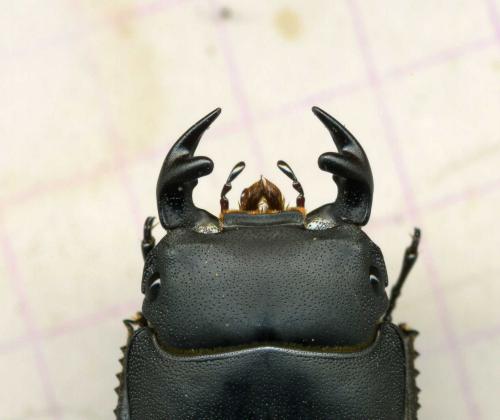 Réf. 70 264 : Dorcus parallelipipedus