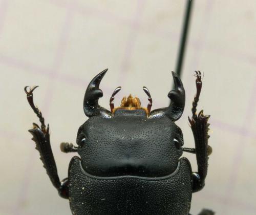 Réf. 70 265 : Dorcus parallelipipedus