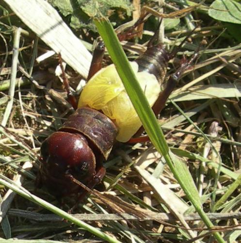 Gryllus campestris