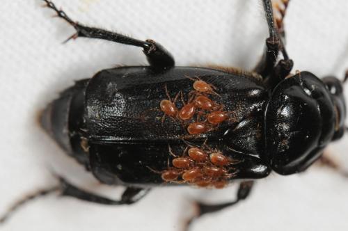 Réf. 70 045 : Nicrophorus humator