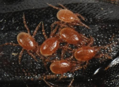 Réf. 70 046 : Nicrophorus humator