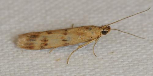 Homoeosoma sinuella