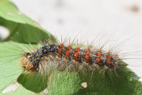 Lymantria dispar