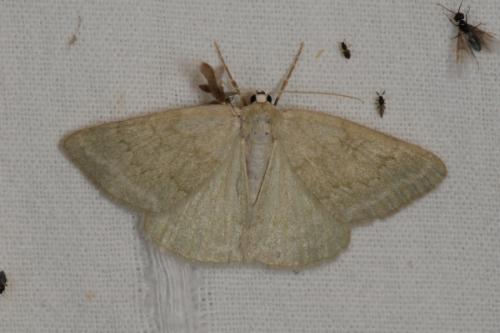 Réf. 70 960 : Pseudoterpna pruinata