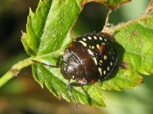 Réf. 70 355 : Nezara viridula