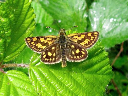 Réf. 70 194 : Carterocephalus palaemon