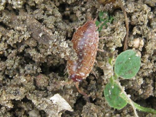 Philoscia sp.