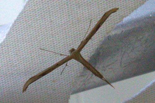 Réf. 70 158 : Emmelina sp.