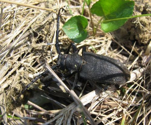 Réf. 70 623 : Lamia textor