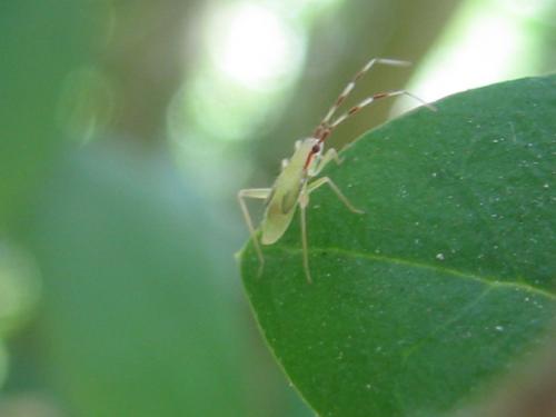 Campyloneura virgula