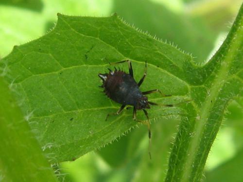 Deraeocoris ruber