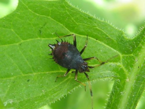 Deraeocoris ruber