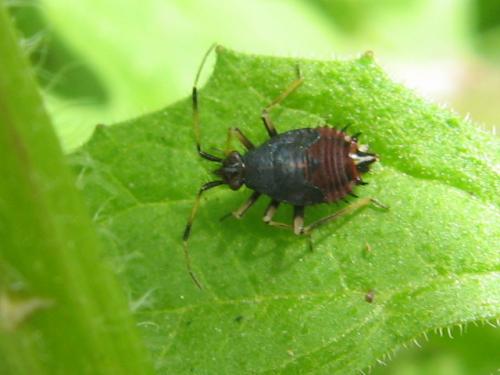 Deraeocoris ruber