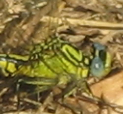 Réf. 70 314 : Gomphus simillimus