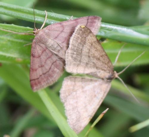 Réf. 70 020 : Scopula rubiginata