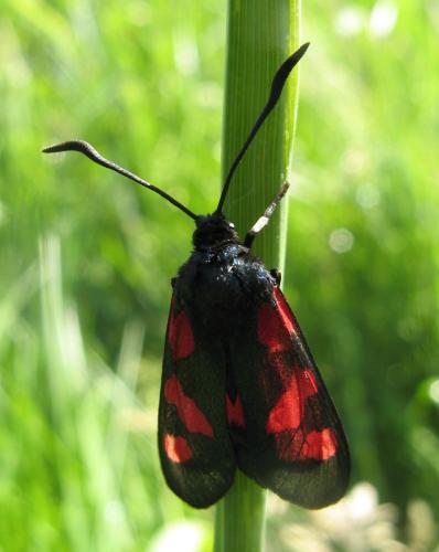 Zygaena trifolii