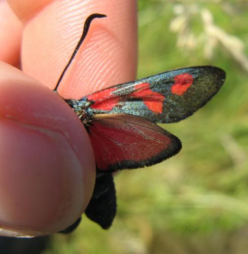 Zygaena trifolii
