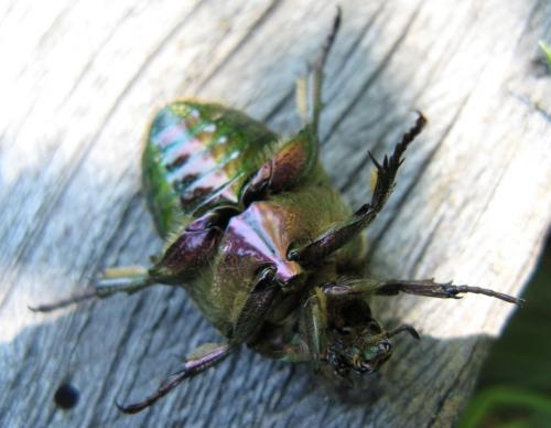 Réf. 70 635 : Potosia cuprea