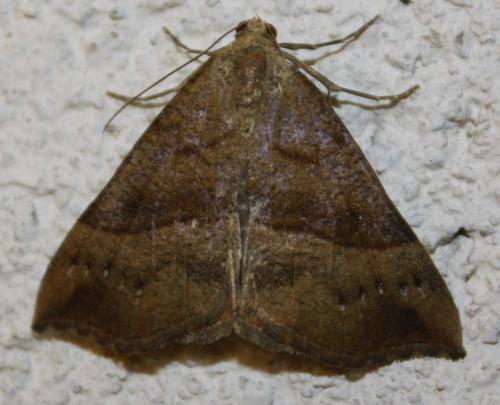 Réf. 70 097 : Hypena proboscidalis