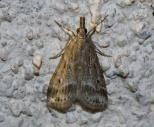 Réf. 70 196 : Eudonia pallida