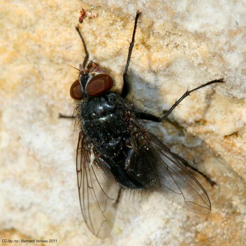 Réf. 70 270 : Calliphora sp.