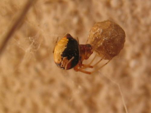 Réf. 70 890 : Parasteatoda lunata