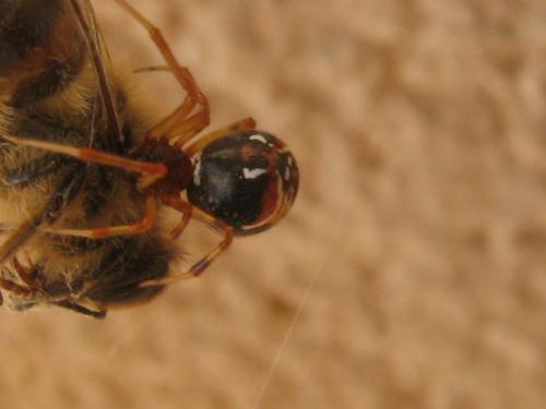 Réf. 70 891 : Parasteatoda lunata