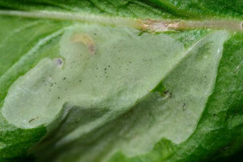 Réf. 70 321 : Pegomya sp.